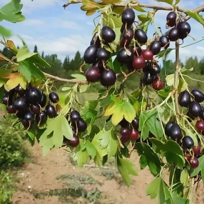 

Саженцы Смородина золотистая Валентина