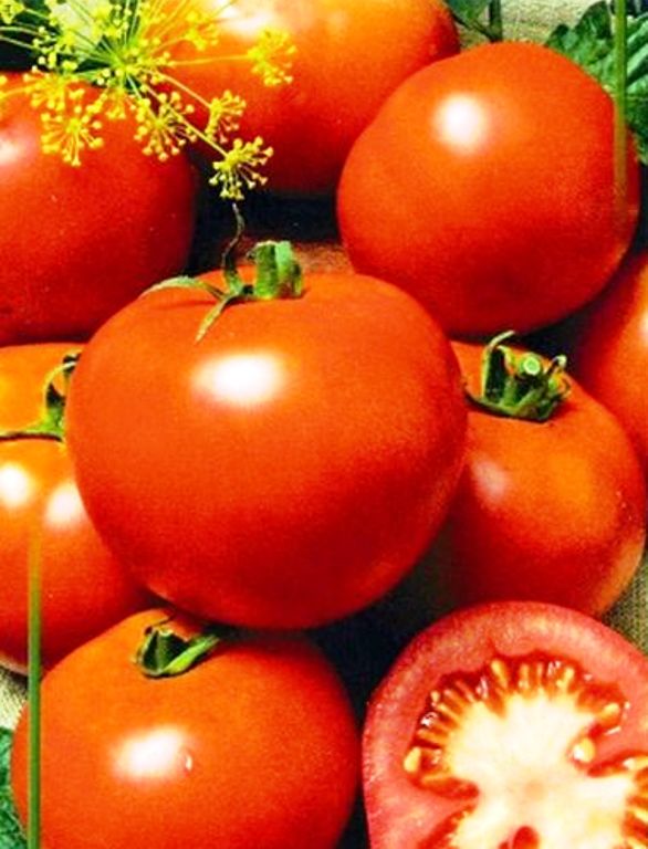

томат сенька семена, томат сенька семена купить