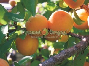 Абрикос Венгерский Лучший