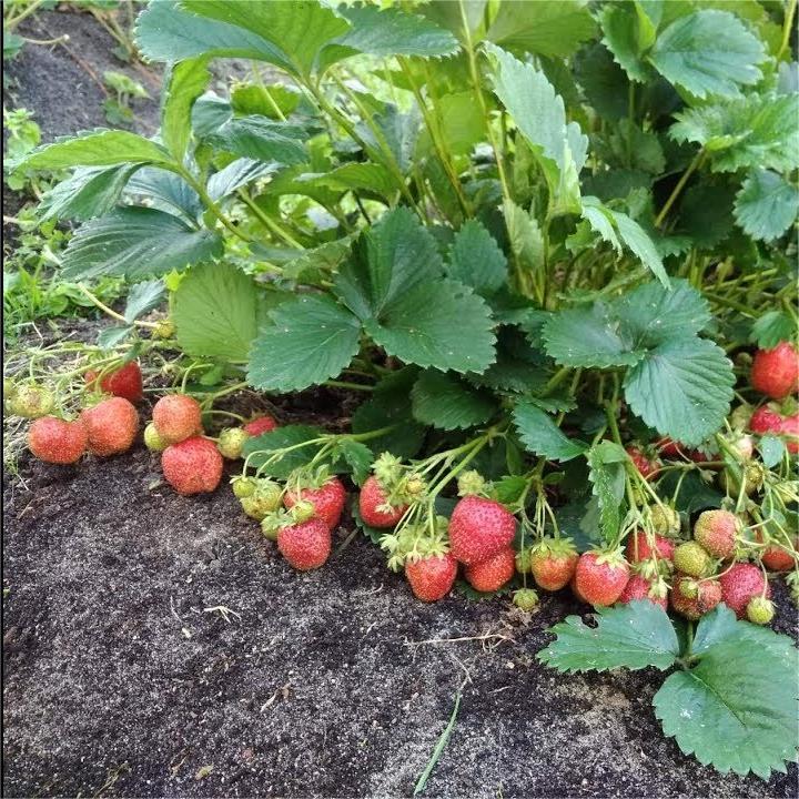 ЗемляникаЛорд