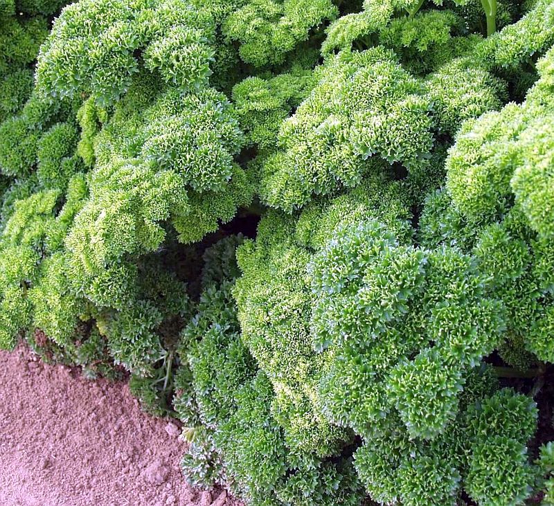 

петрушка кудрявая кучеряво живем семена, петрушка кудрявая кучеряво живем семена купить