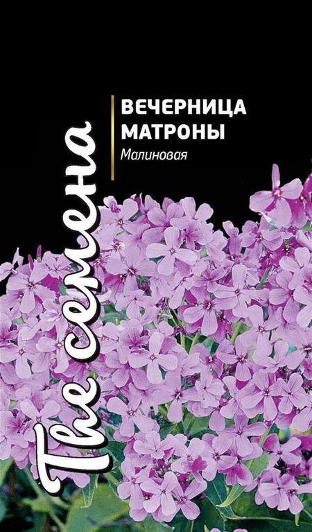 Вечерница Матроны Малиновая