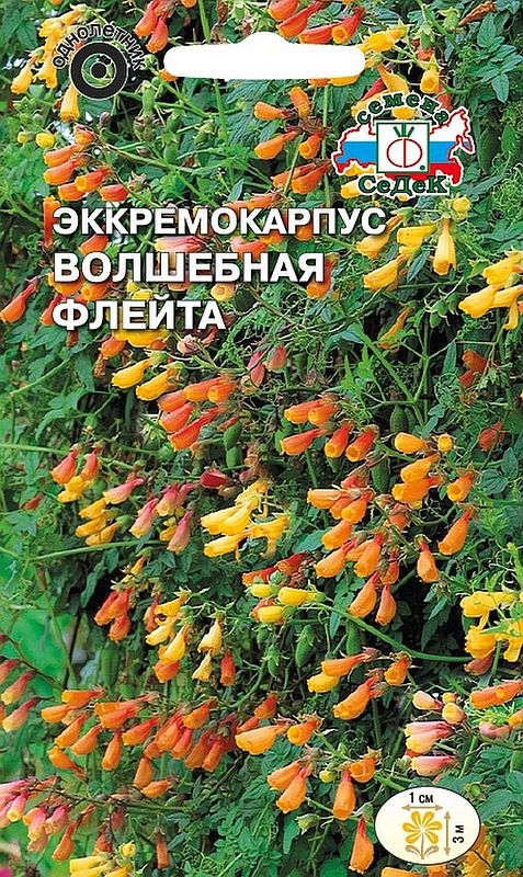 

эккремокарпус волшебная флейта семена, эккремокарпус волшебная флейта семена купить