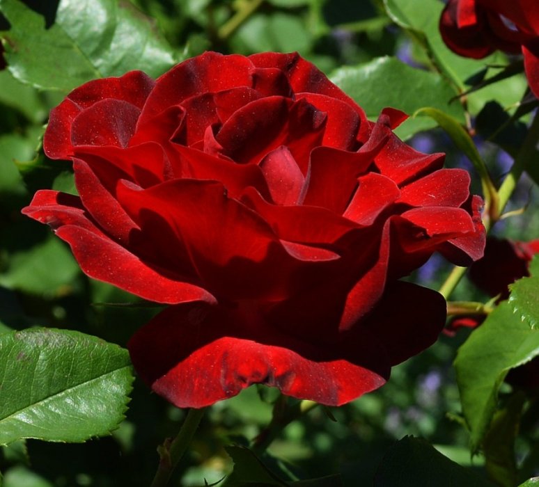 Роза штамбовая Дам де Кер