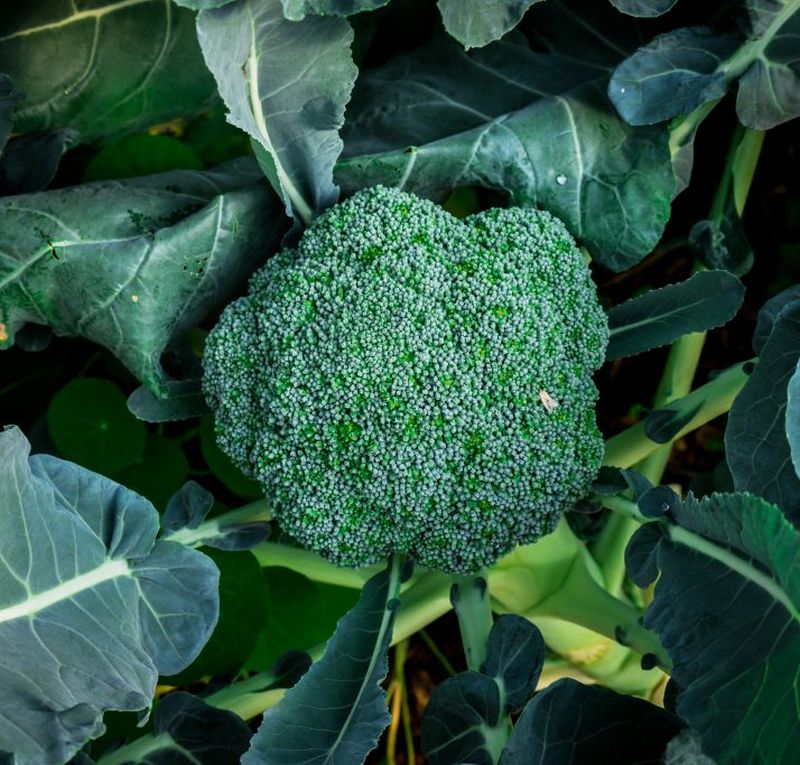 капуста брокколи батавия. капуста брокколи f1 партенон. сорта брокколи отзывы. сорта брокколи отзывы. брокколи грин мэджик.