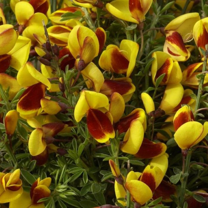 

ракитник андреанус спленденс саженцы, ракитник андреанус спленденс купить саженцы