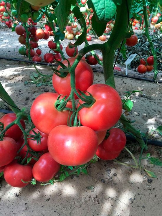 

томат розовое рафаэлло семена, томат розовое рафаэлло семена купить