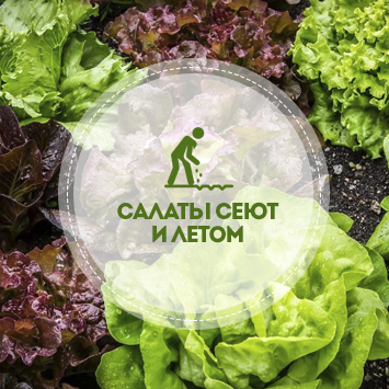 Салаты сеют и летом!