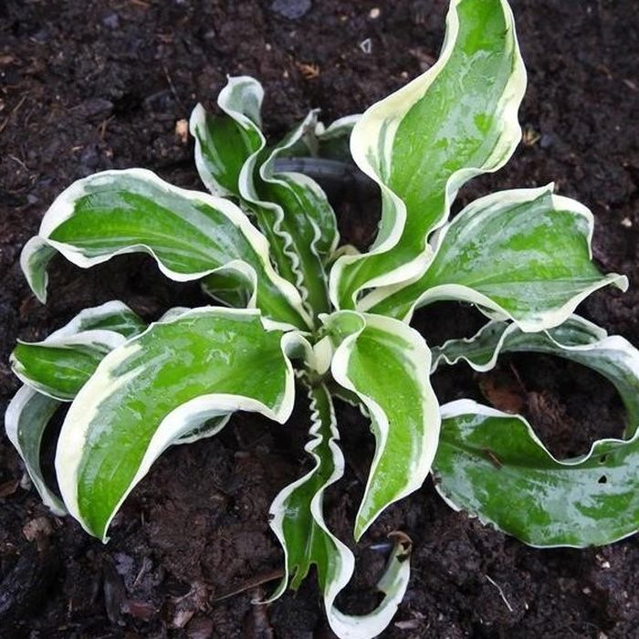 

Хоста Летс Твист Эгейн (горшок Р9)