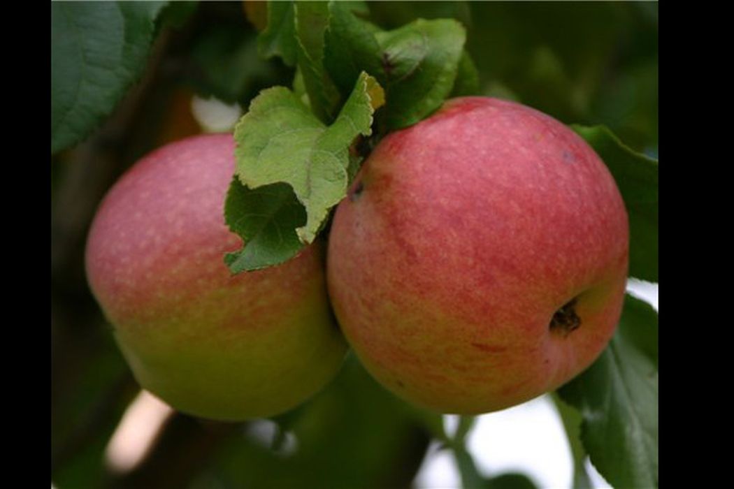 Коричная яблоня отзывы. Яблоня коричное новое. Сорт яблони коричное новое. Яблоня Пинова. Яблоня коричное ананасное дерево.