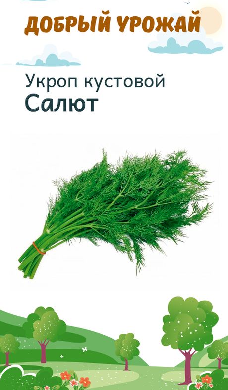 Укроп кустовой Салют