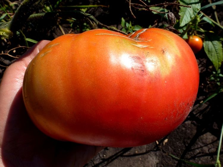 Семена Томат Король королей: описание сорта, фото - купить с доставкой илипочтой России