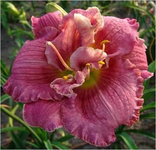 Hemerocallis Over The Top