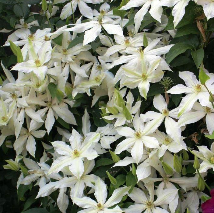 

Клематис Роко-Колла