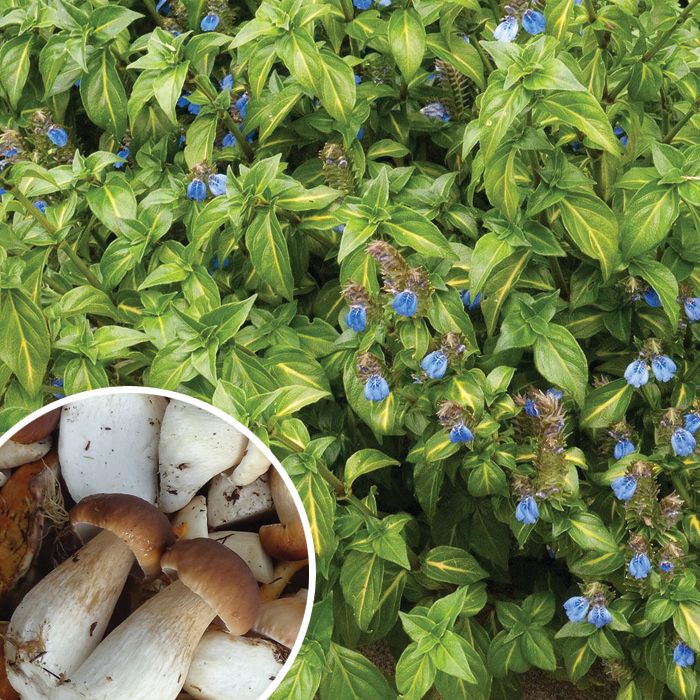 

Рунгия (грибная трава)