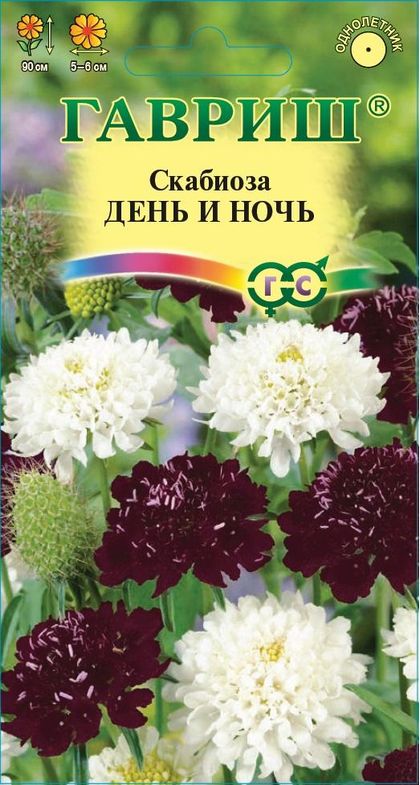 Скабиоза пурпурная День и ночь, смесь
