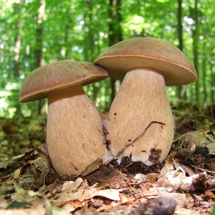 Белый гриб дубовый 