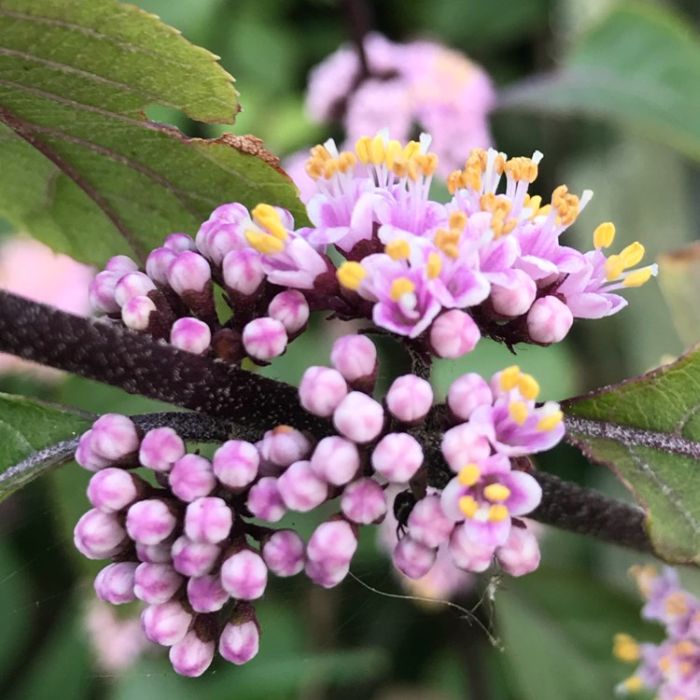 КрасивоплодникБодиньераДжиральди