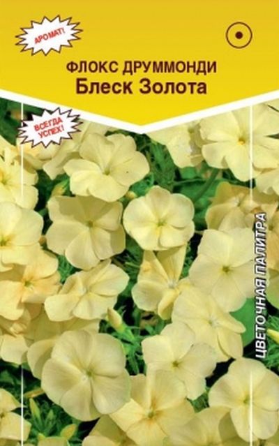 Флокс друммонди блеск Золота