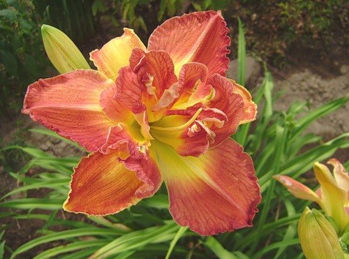 Hemerocallis Longfields Twins