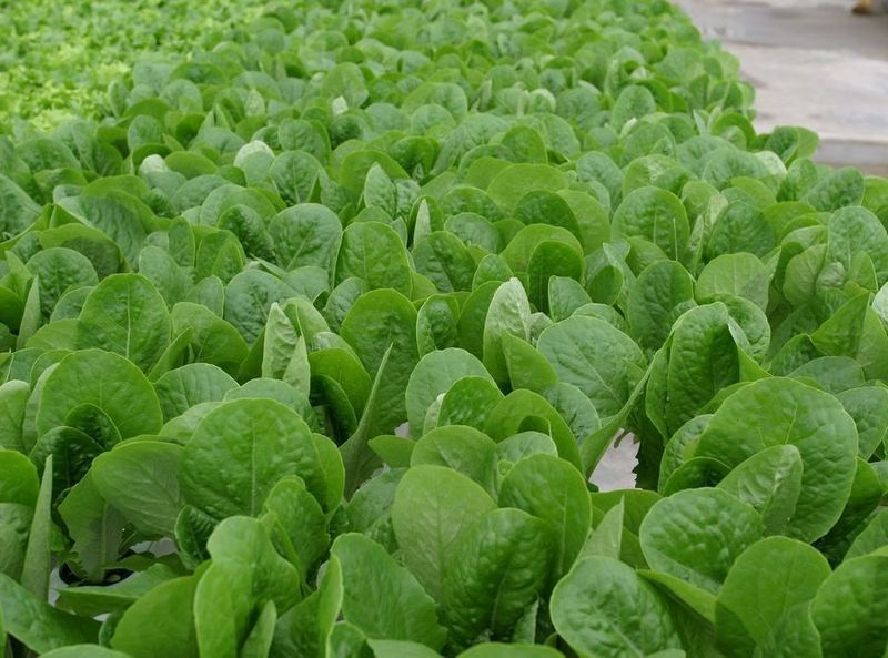 

салат роджер семена, салат роджер семена купить