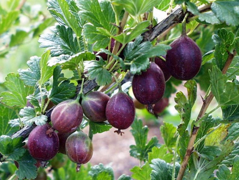 

Саженцы Крыжовник Сливовый (горшок 3л)