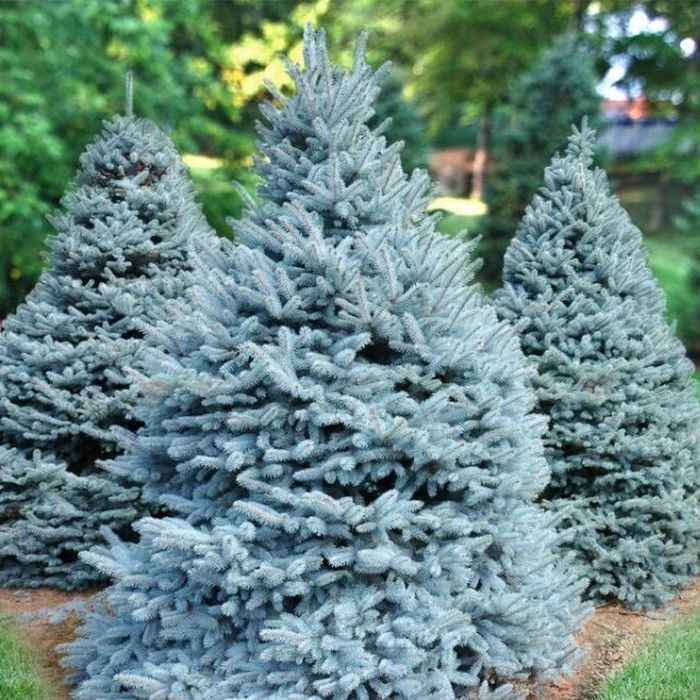 

Саженцы Ель колючая Мисти Блу (горшок Р9)
