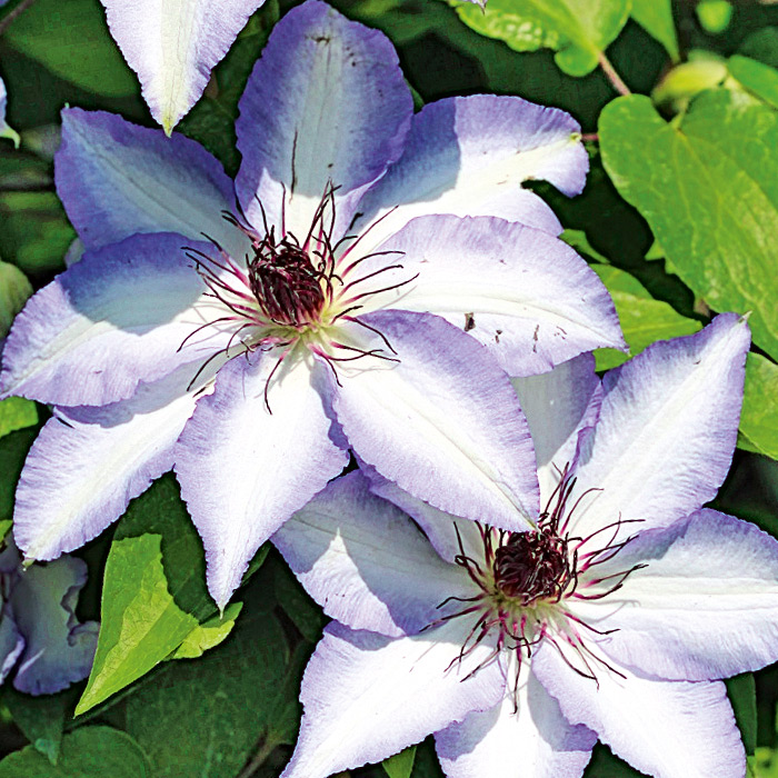 Clematis Hybriden (frühe und späte): Waldreben Hybriden mit farbenprächtigen, gr