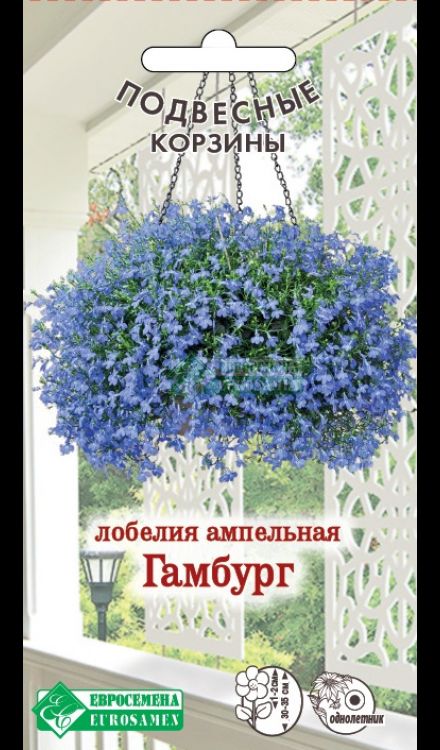 Лобелия ампельная Гамбург