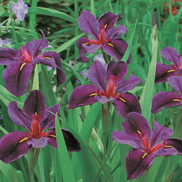 

Ирис Блек Геймкок