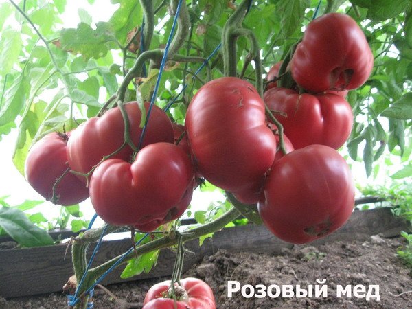 Сорт томата розовый мед фото и описание
