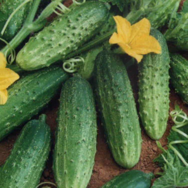 

огурец береговой семена, огурец береговой семена купить
