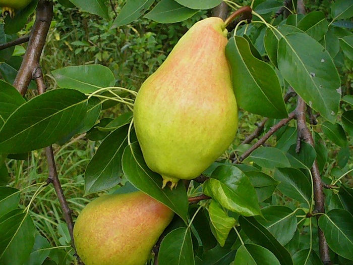 Груша Видная