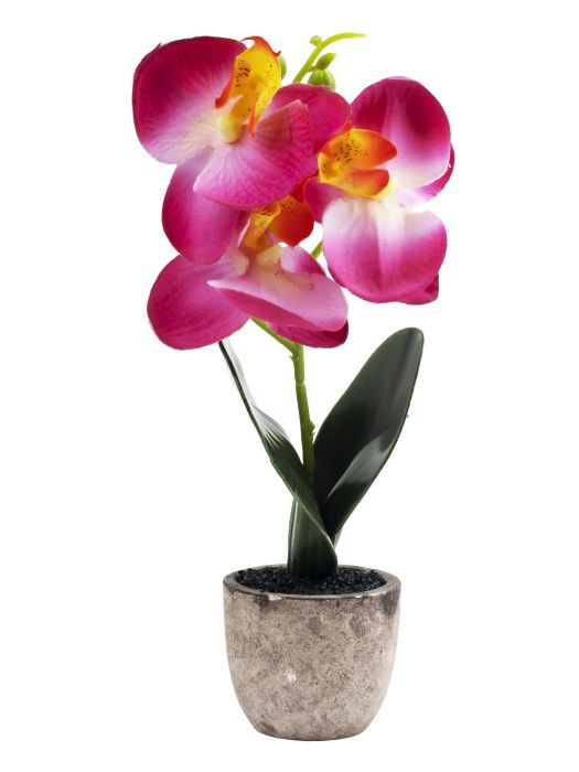 Декоративное растение Яркая Орхидея в кашпо из керамики