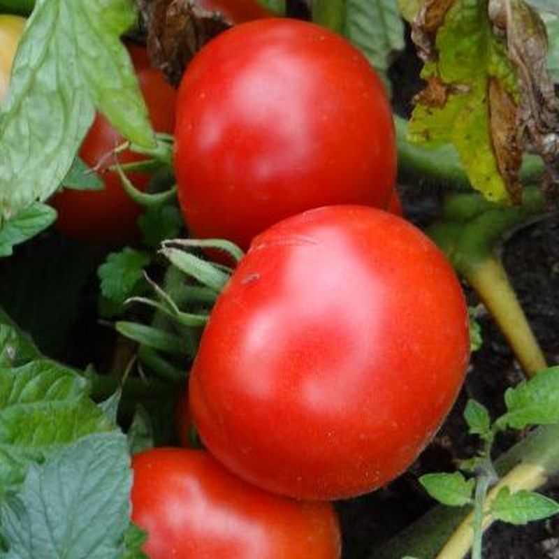 

томат лабрадор семена, томат лабрадор семена купить