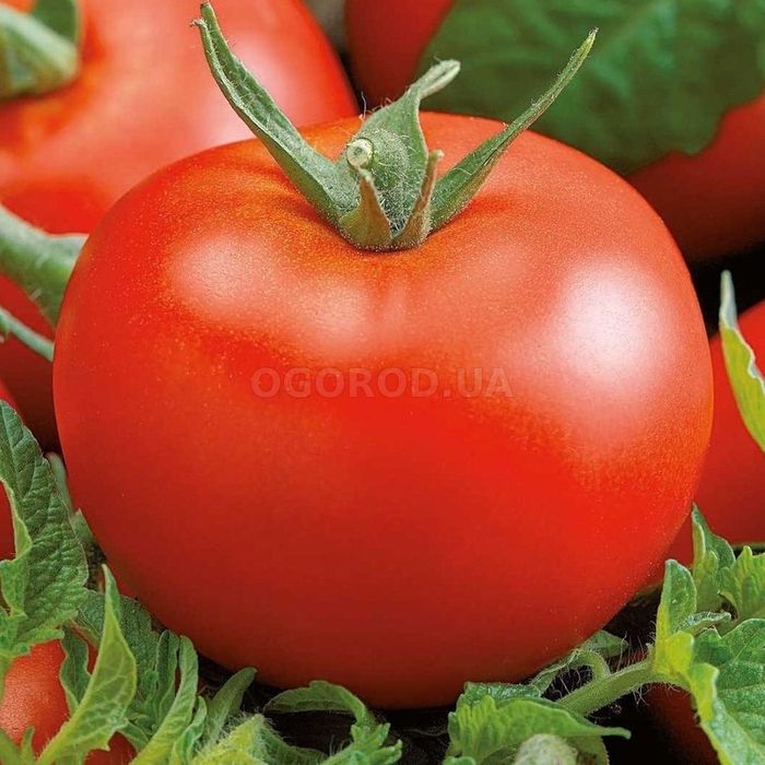 Томат Мобил средний