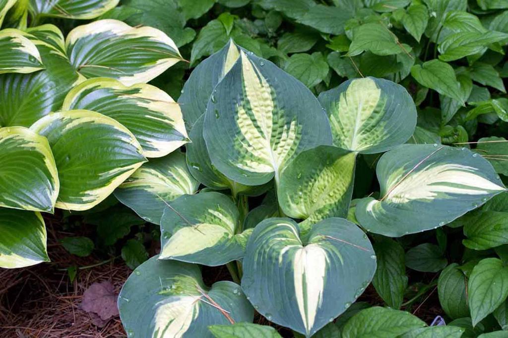 

Хоста Лейксайд Капкейк