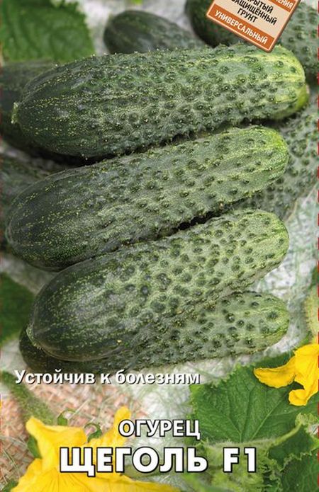 Огурец F1 Щеголь