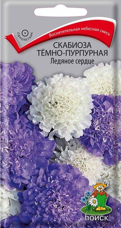 Скабиоза темно-пурпурная Ледяное сердце