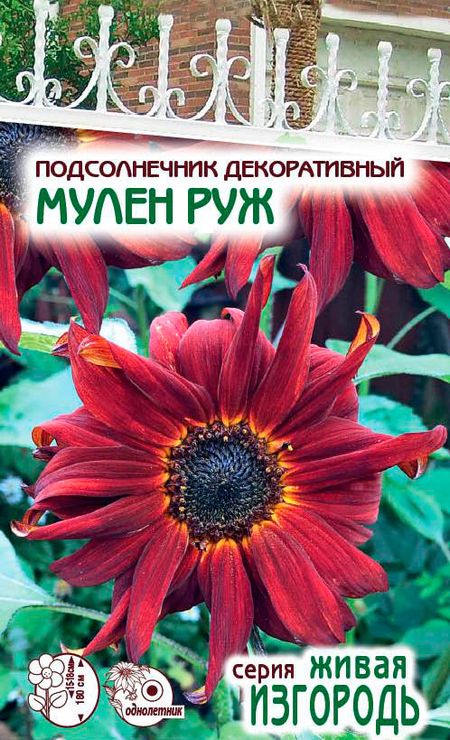 Подсолнечник декоративный Мулен Руж