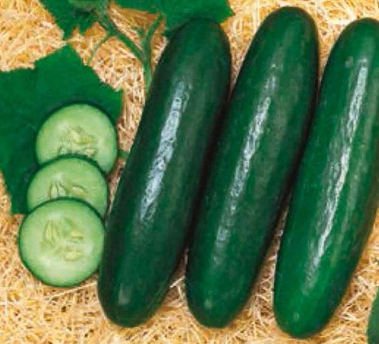 Купить Семена Огурцов От Производителя Недорого