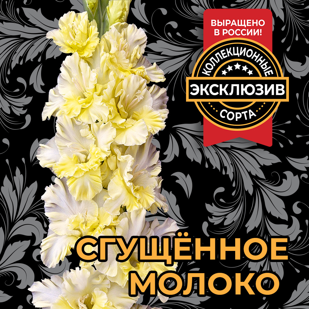 ГладиолусСгущенноемолоко