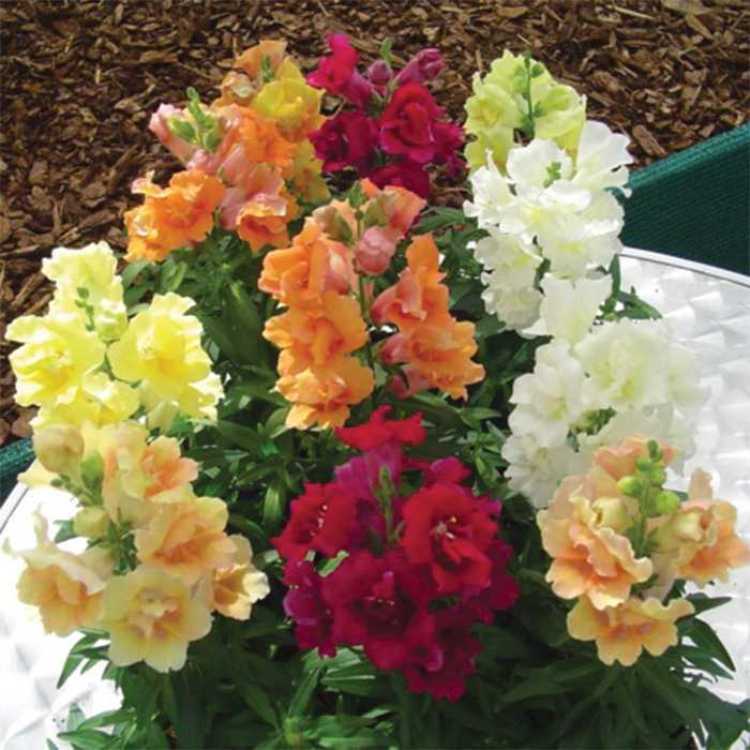 

львиный зев твини смесь семена, львиный зев твини смесь семена купить