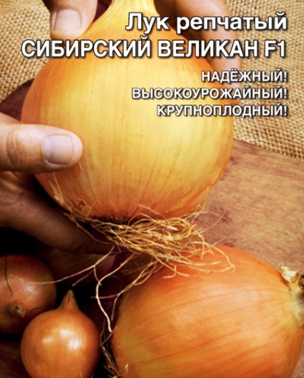 Лук репчатый сибирский. Лук репчатый Сибирский великан. Лук Сибирский великан f1. Лук репчатый семена.