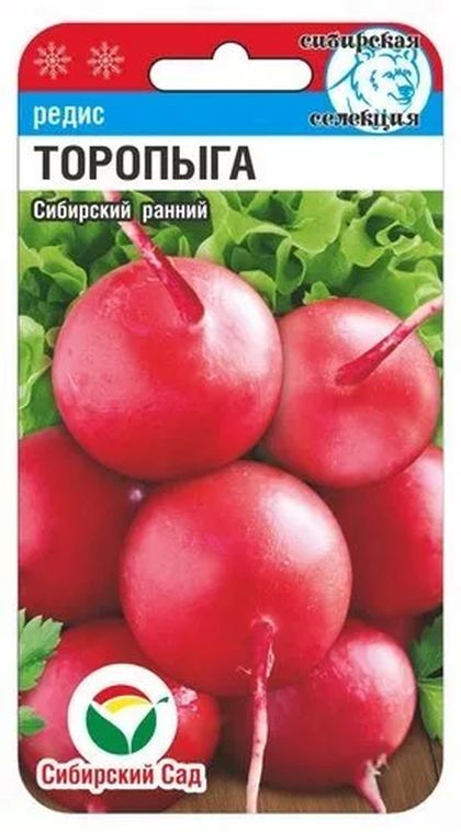 Редис Торопыга