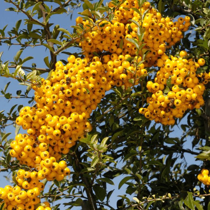 Pyracantha gibbsii 'Orange Glow' - PictureThis