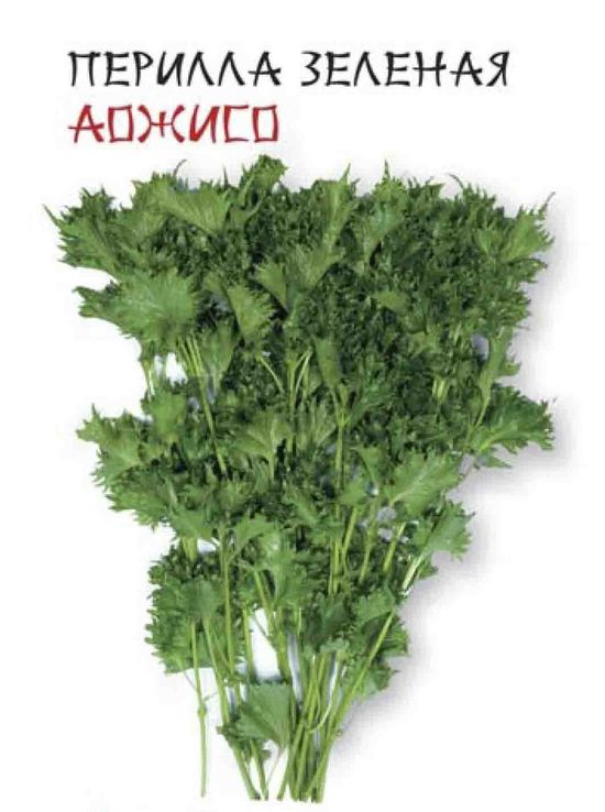

перилла зеленая аожисо семена, перилла зеленая аожисо семена купить