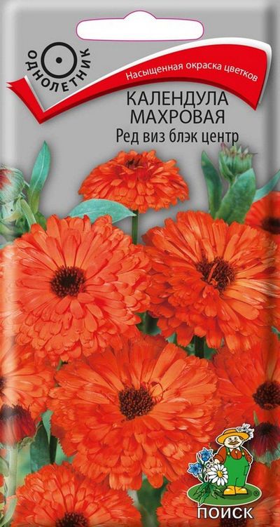Календула махровая Ред виз блэк центр