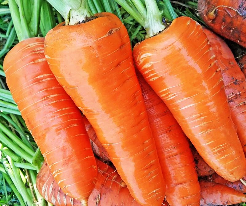 Морковь семена лучшие сорта для открытого. Морковь сорт Ахтубинская. Сорта раннеспелой моркови для Урала. Морковь зимняя сладкая. Сорта моркови для Сибири.