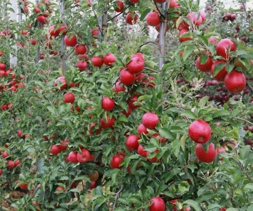 Осенне-зимние сорта яблонь - продажа саженцев зимних яблонь с доставкой